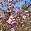 Callicarpa longifolia P1B